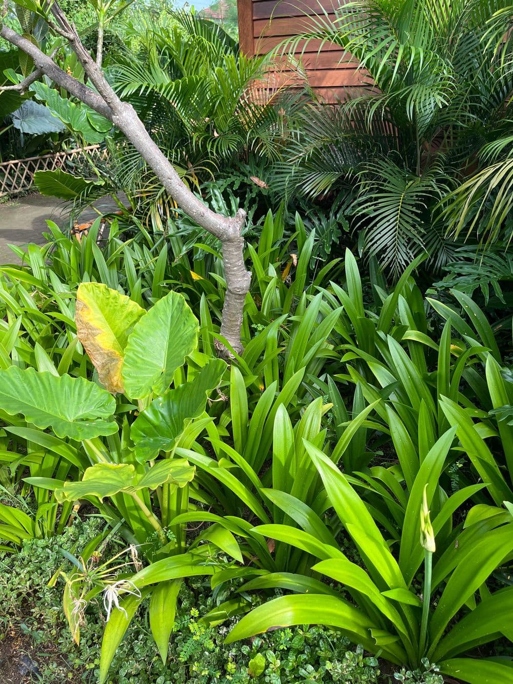 Tropical garden grounds at The Kori Sire villas
